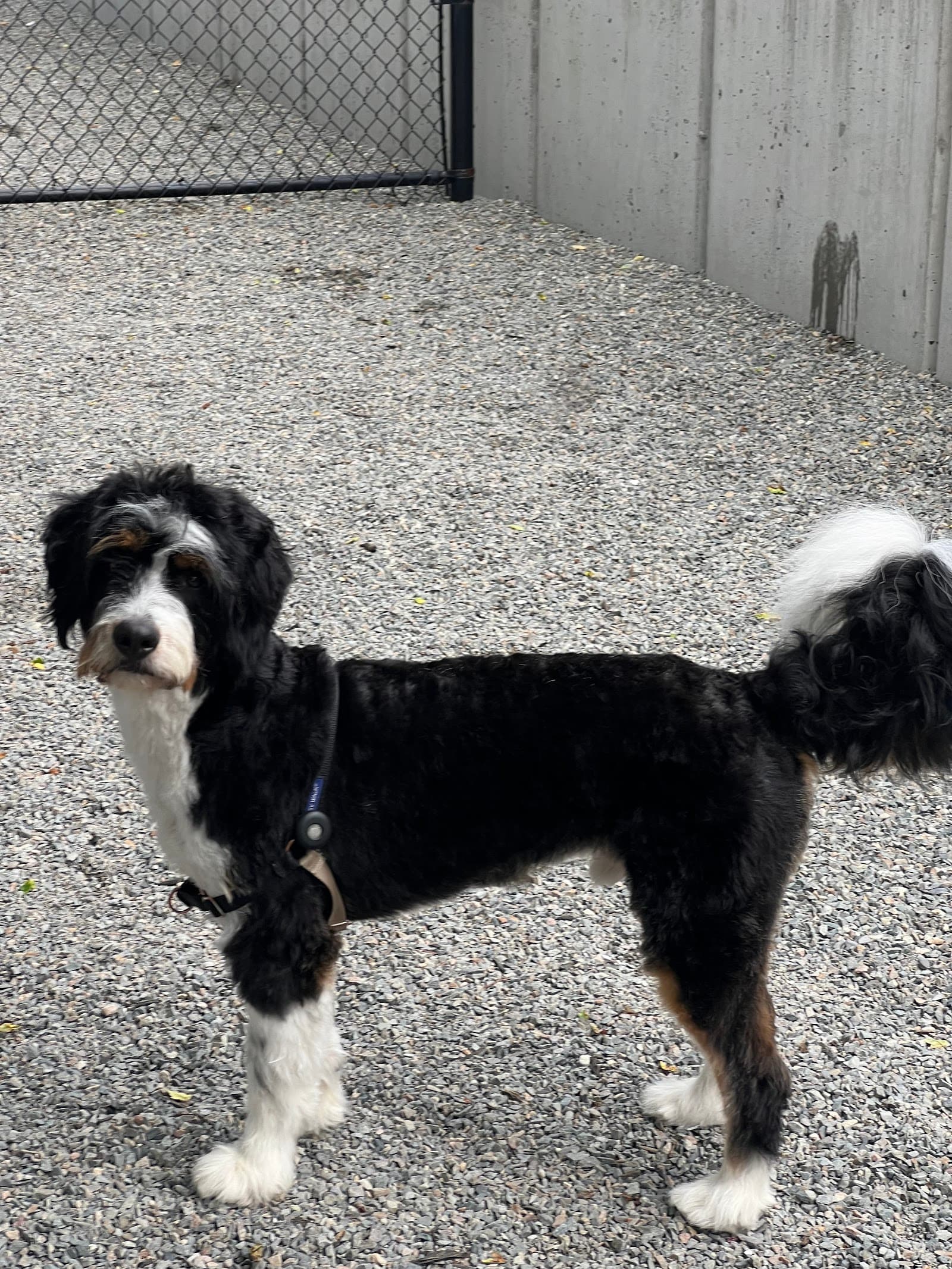 Kelly's Underground Dog Grooming