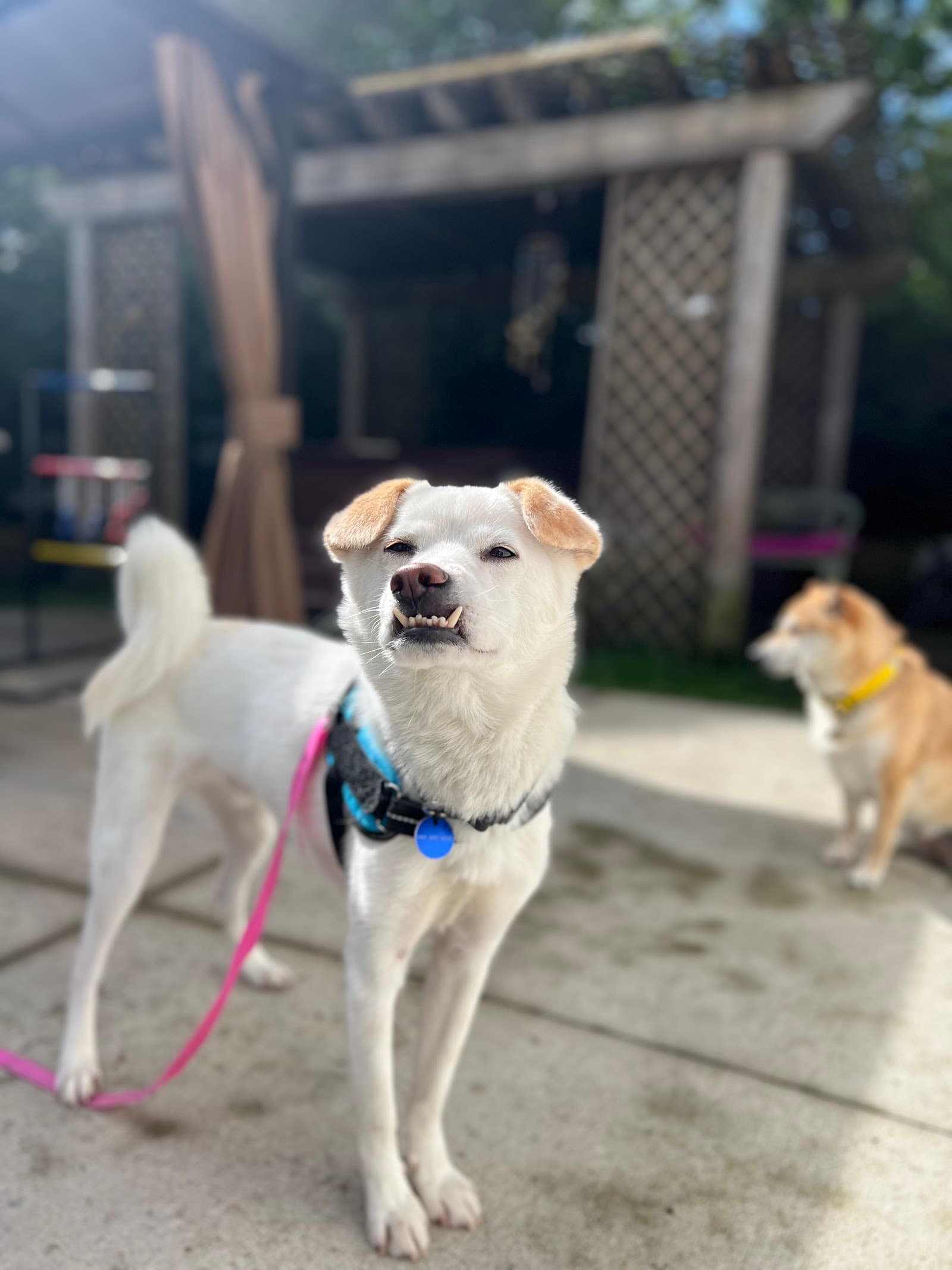 Korean K9 Rescue