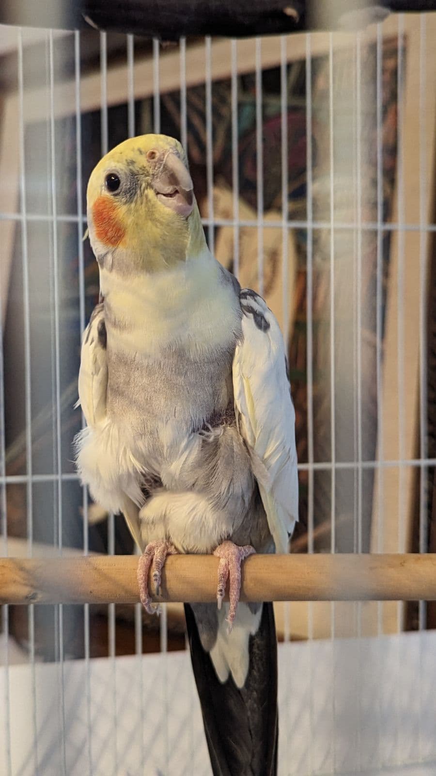 LA Bird Sitting & Boarding by Elle