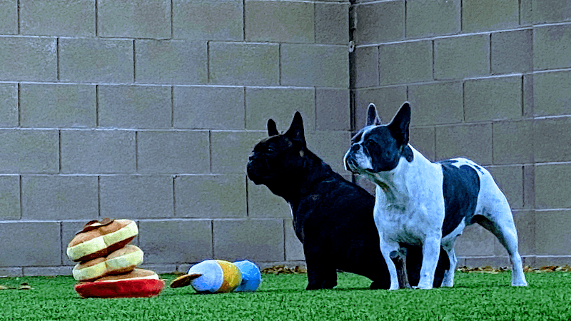 Las Vegas Dog Yard photo 3