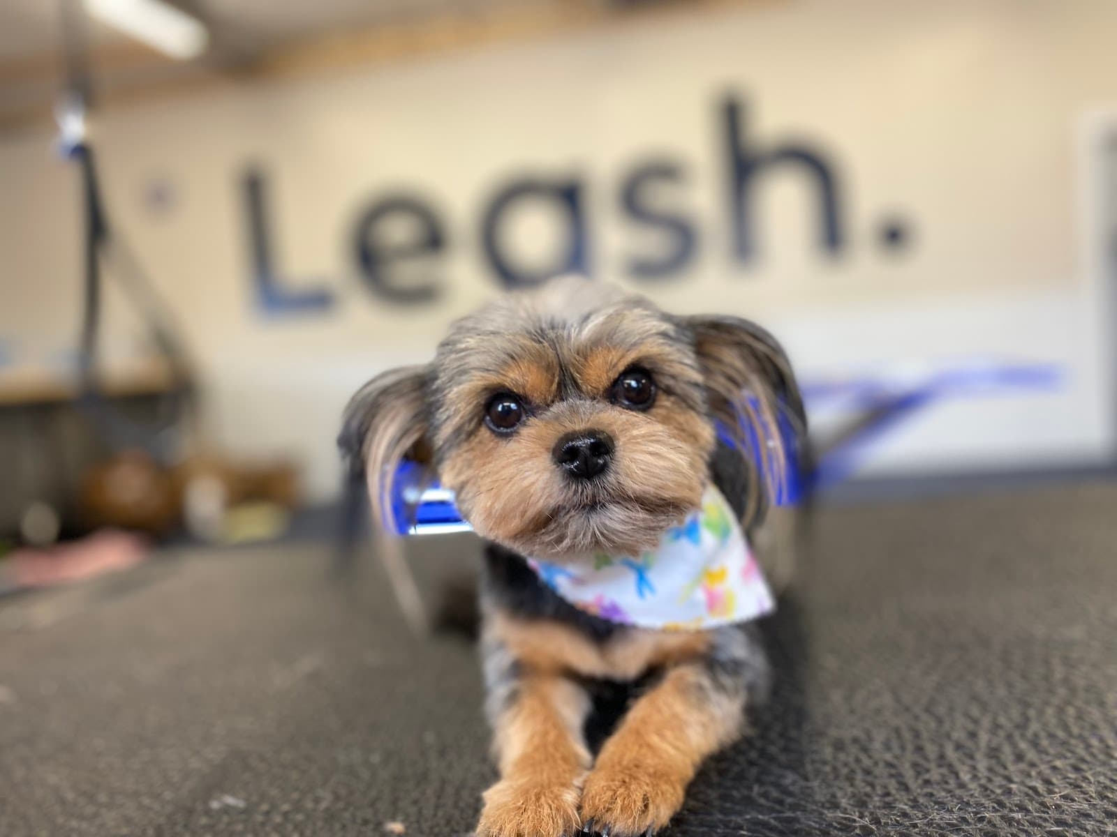 Leash.