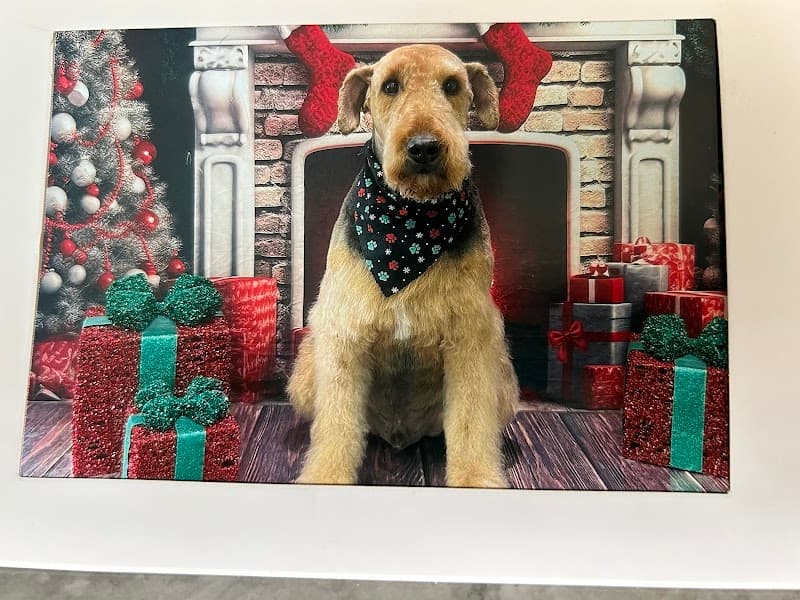 Leashes Pet Salon photo 2