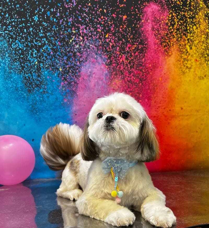 Leashes Pet Salon photo 3