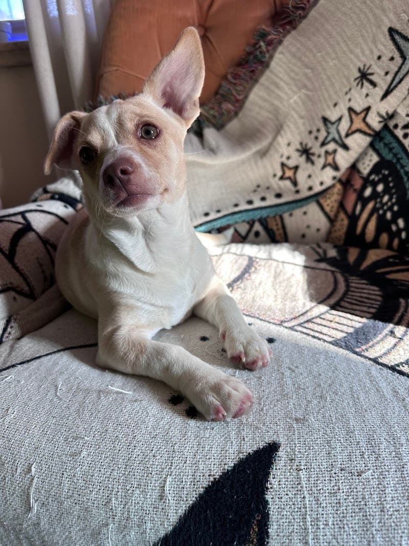 Life Is Better Rescue photo 4