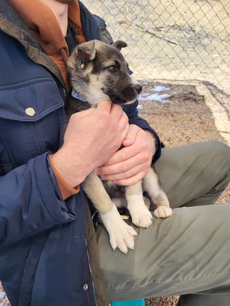 Lifeline Puppy Rescue photo 2