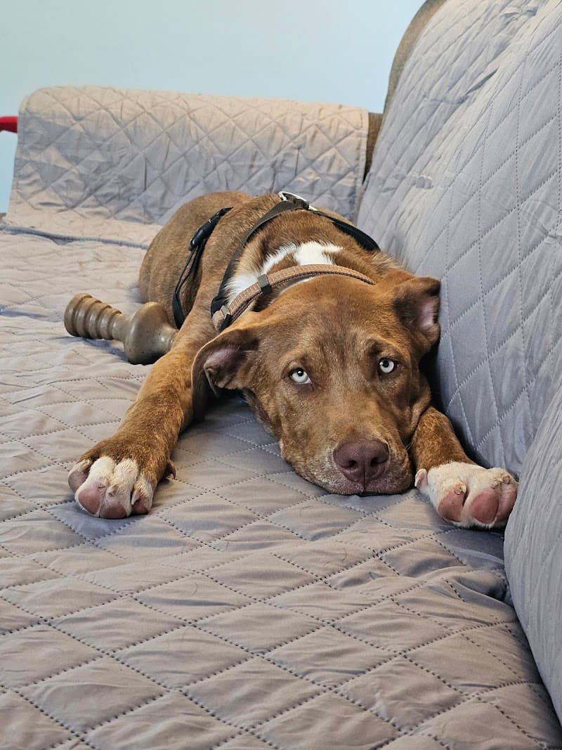 Lifeline Puppy Rescue photo 3