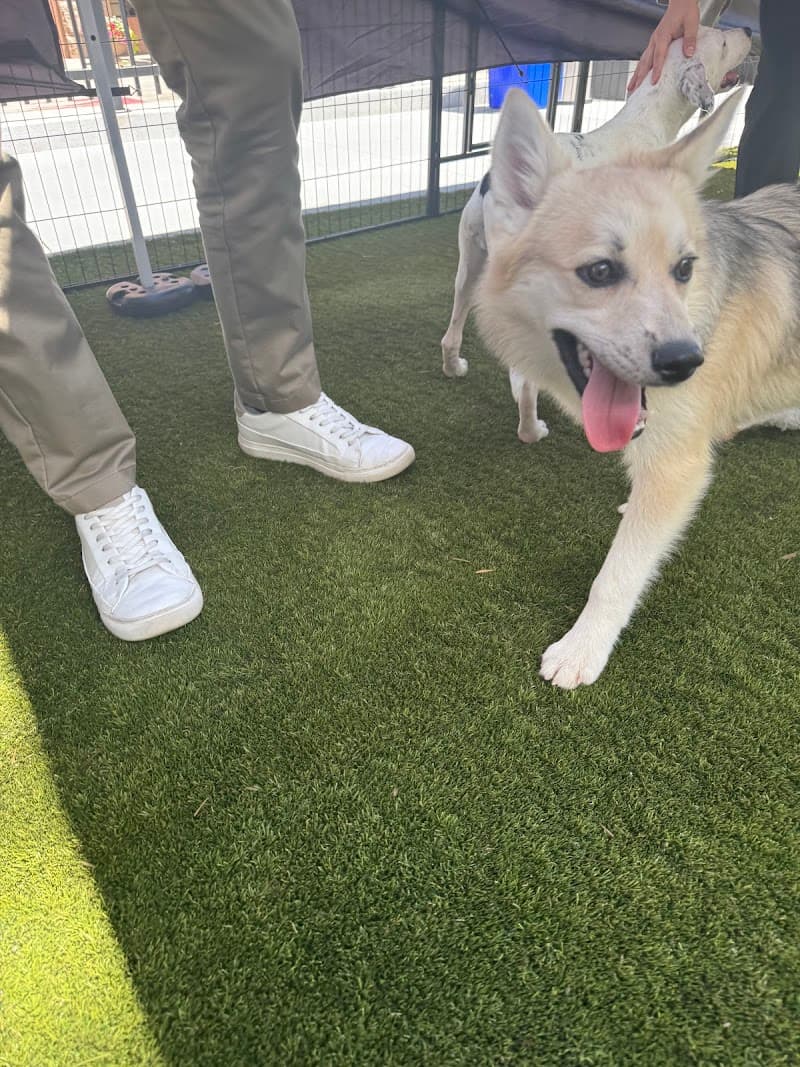 Lola's Rescue