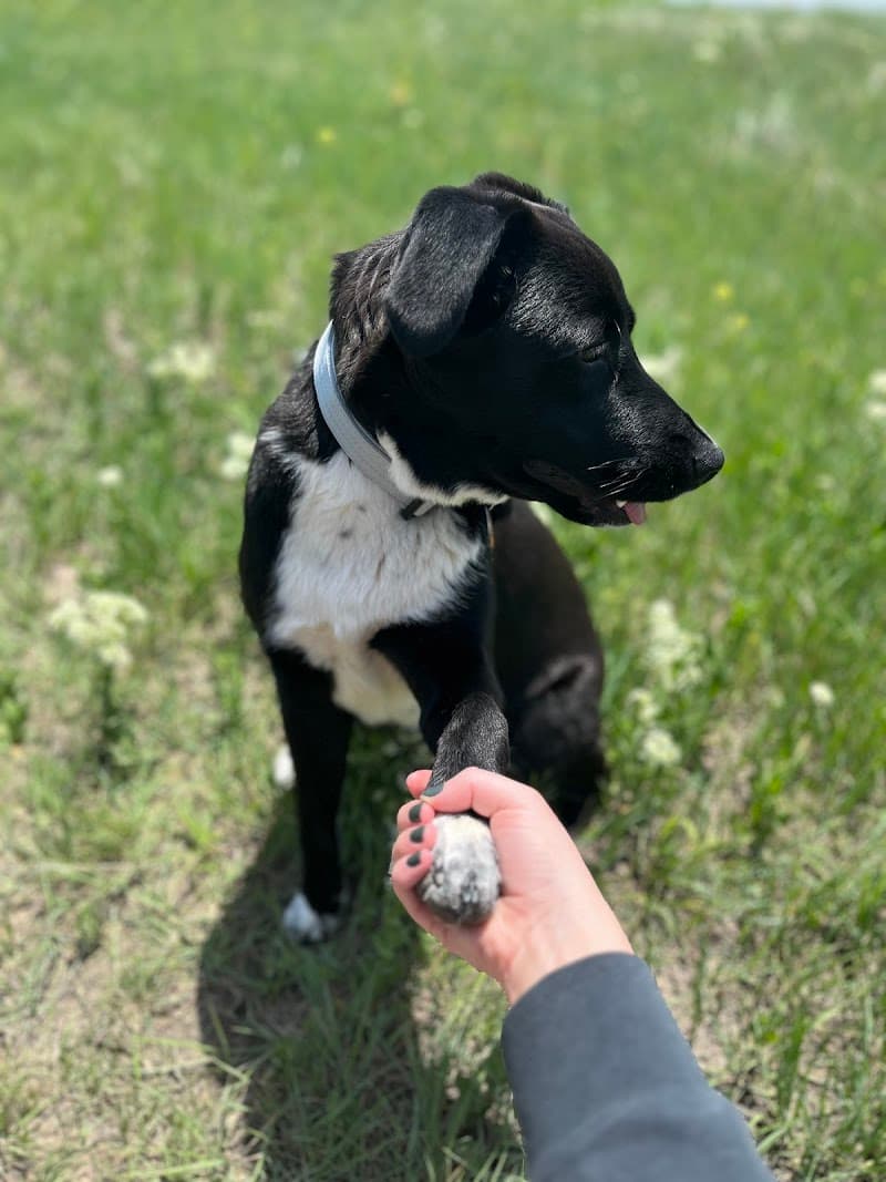 Lola's Rescue photo 5