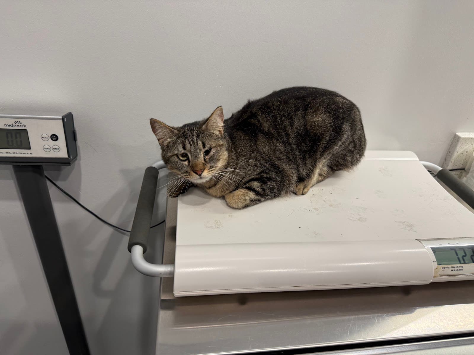 Los Angeles Veterinary Center