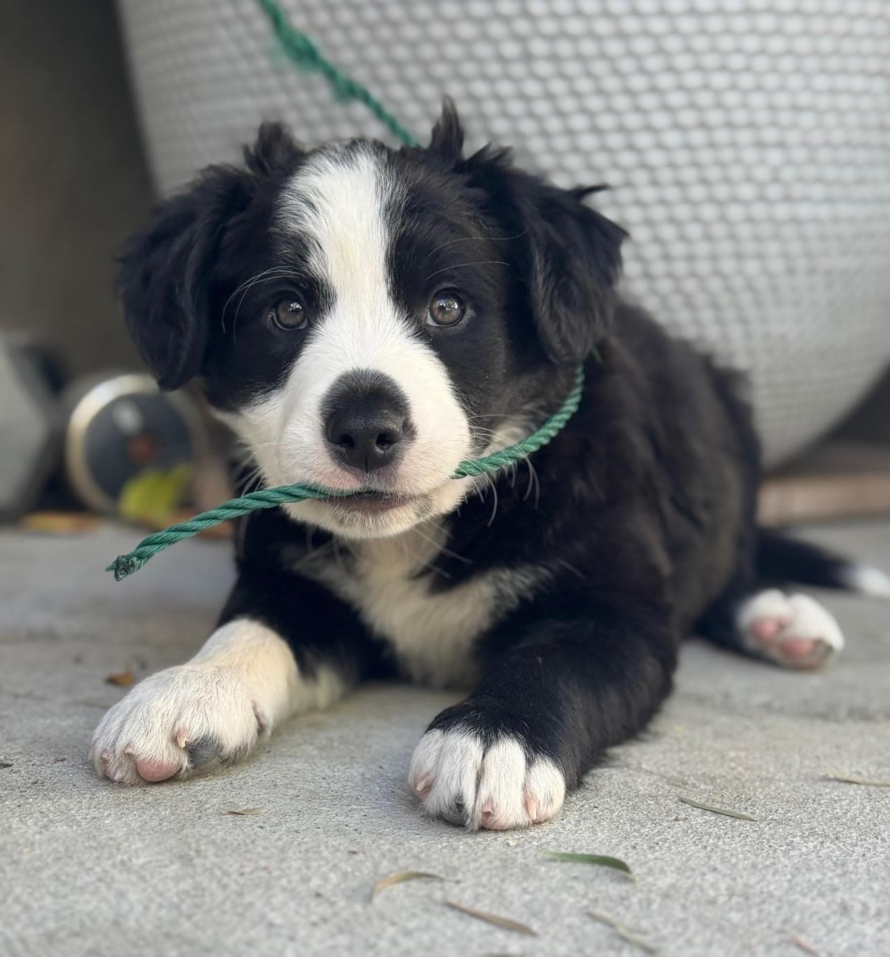 Love Leo Rescue