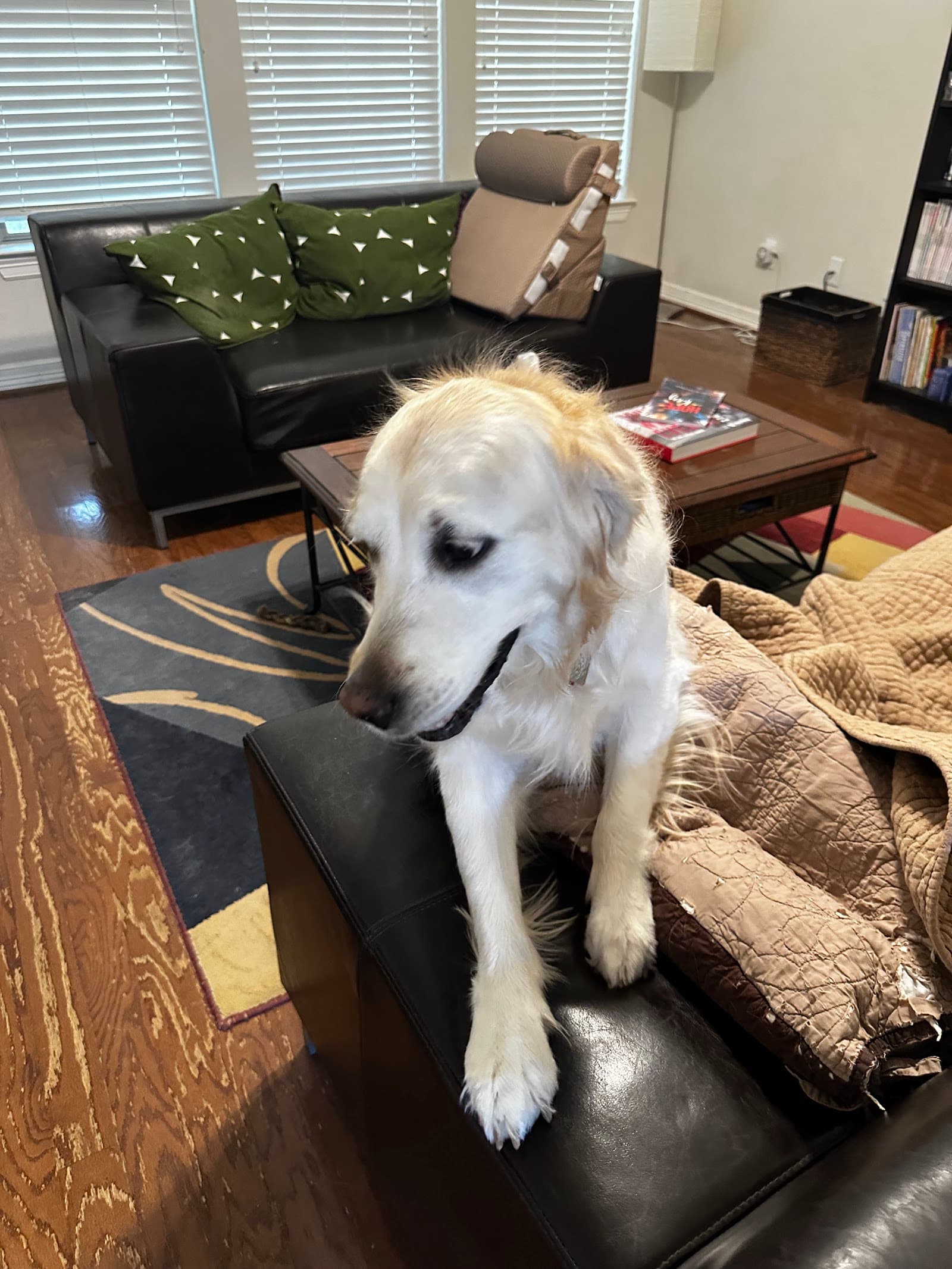 LOVING-CARE PET SITTING by LYNN VIRSHUP