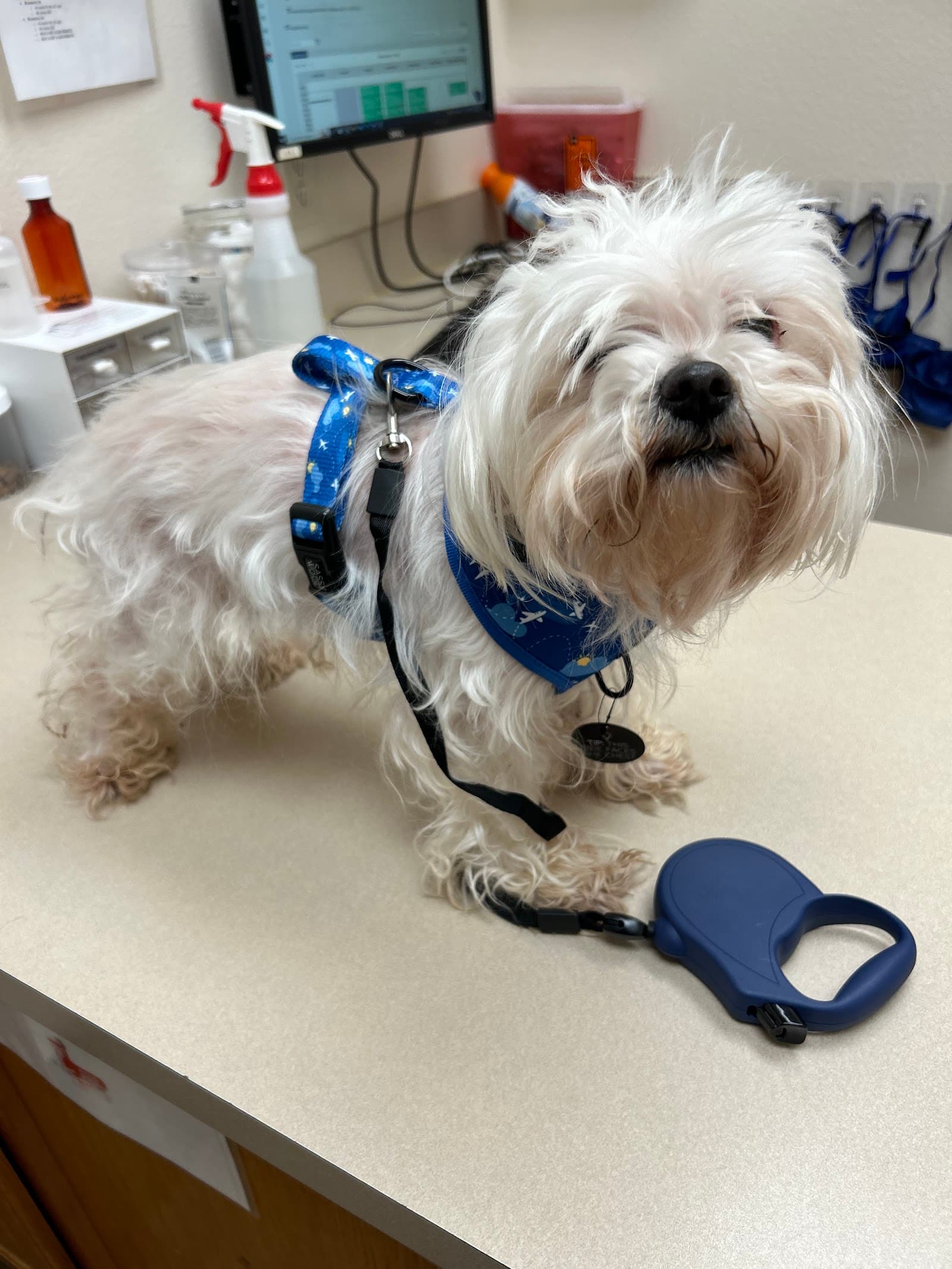 Low Cost Pet Vet