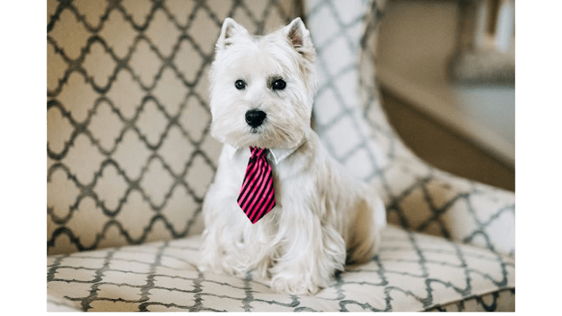 Lucky Dog Grooming