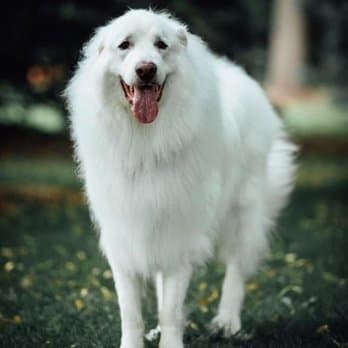 Lucky Dog Grooming photo 4
