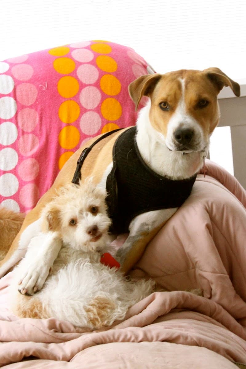 Lucky Pup Dog Rescue of San DIego