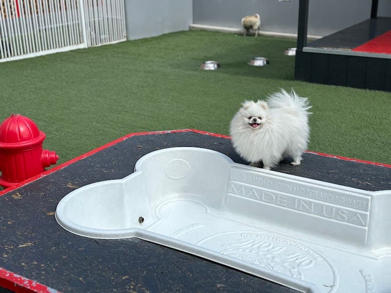 Luxe Pet Hotels photo 3