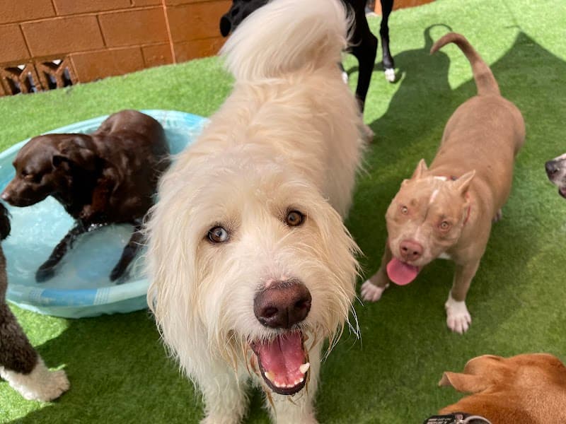 LV Dog Resort II photo 3