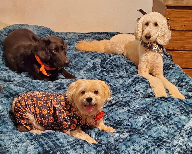 Lynns Loving Pet Care (cage-free kennel free in my home) photo 6