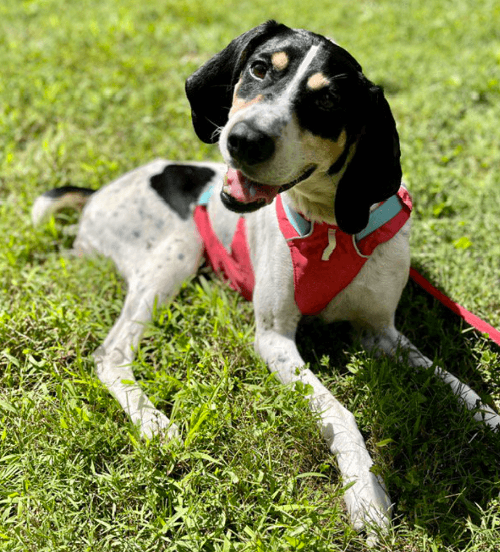 Madison County Animal Services