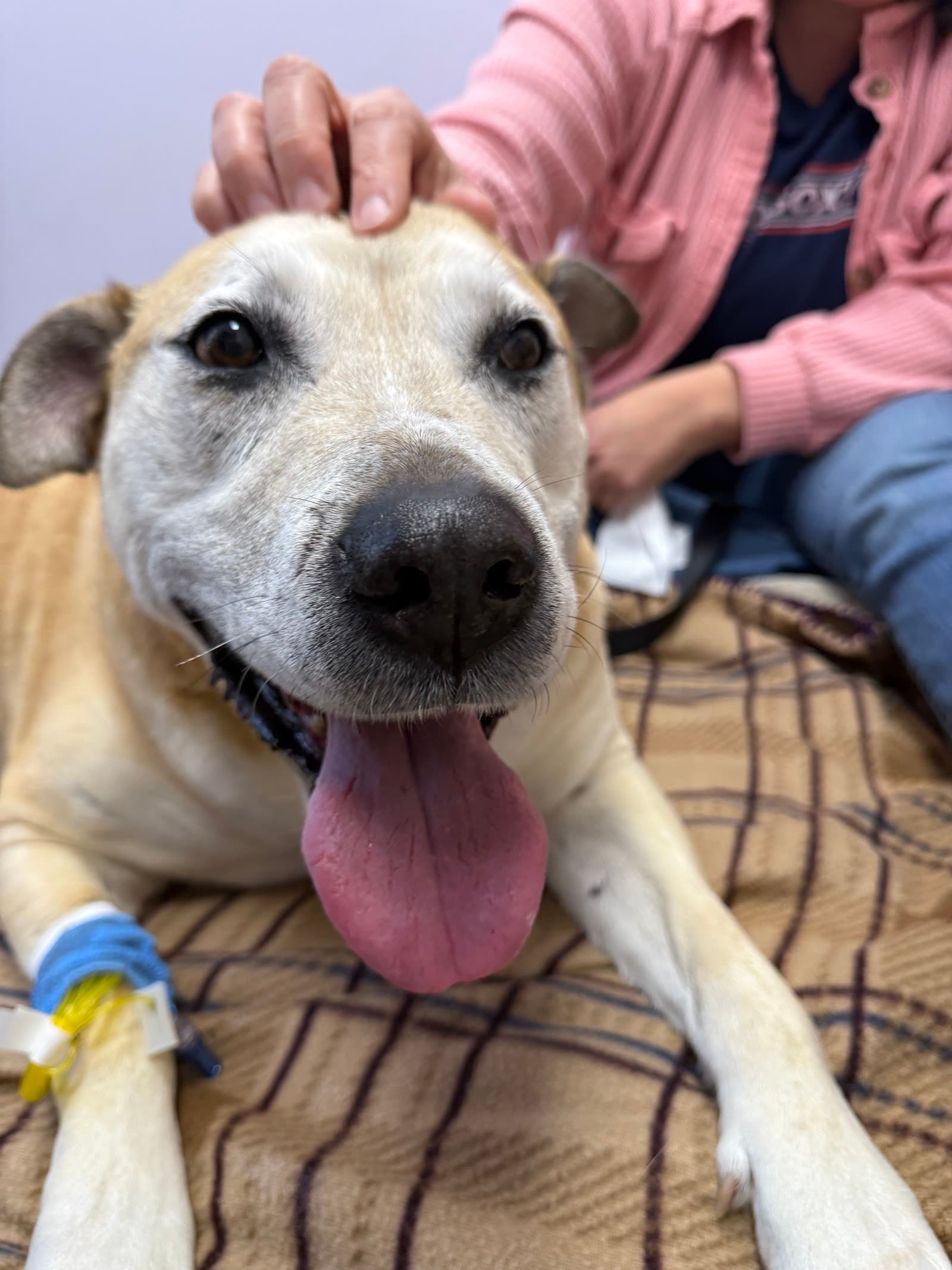Maine Veterinary Medical Center