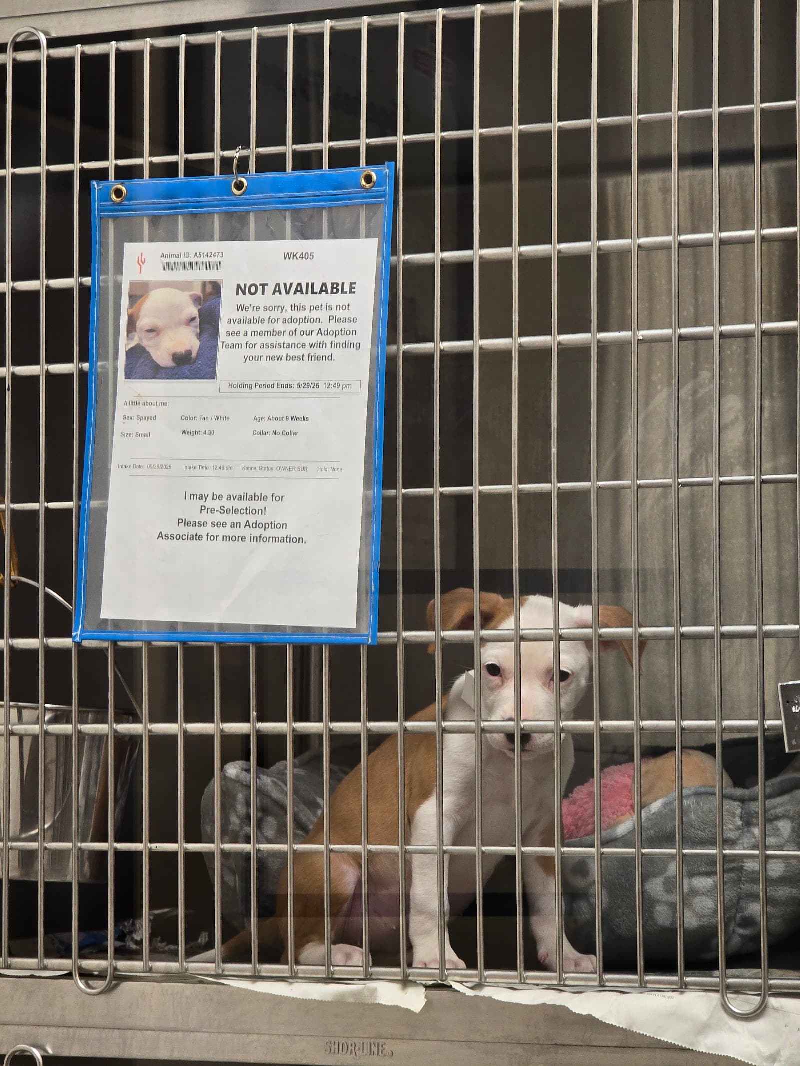 Maricopa County Animal Care and Control - West Valley Shelter