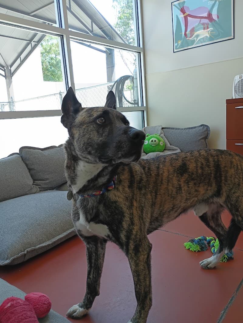 MaxFund Dog Shelter photo 3