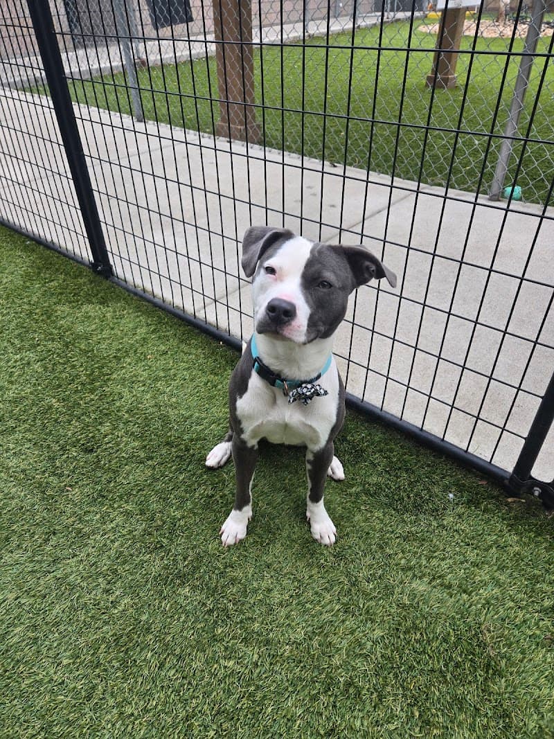 MaxFund Dog Shelter photo 5
