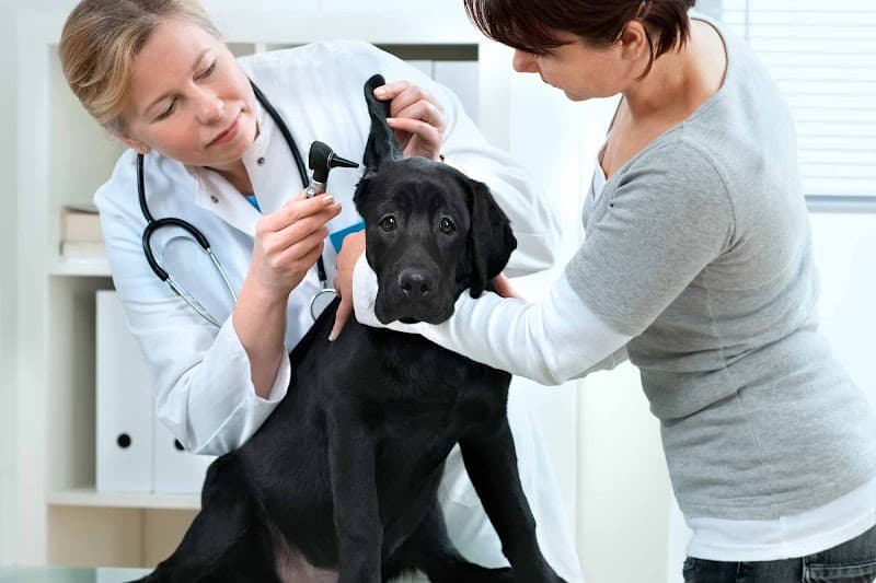 MaxFund Veterinary Clinic photo 2
