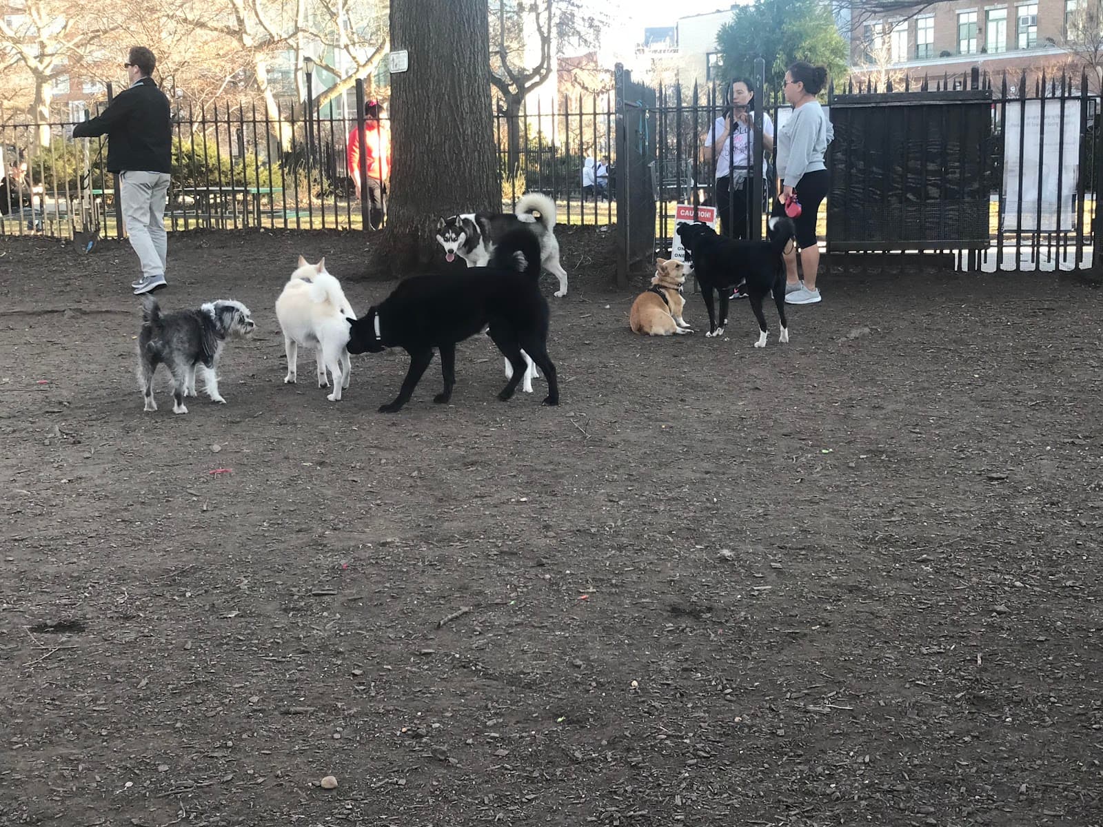McCarren Park Dog Run