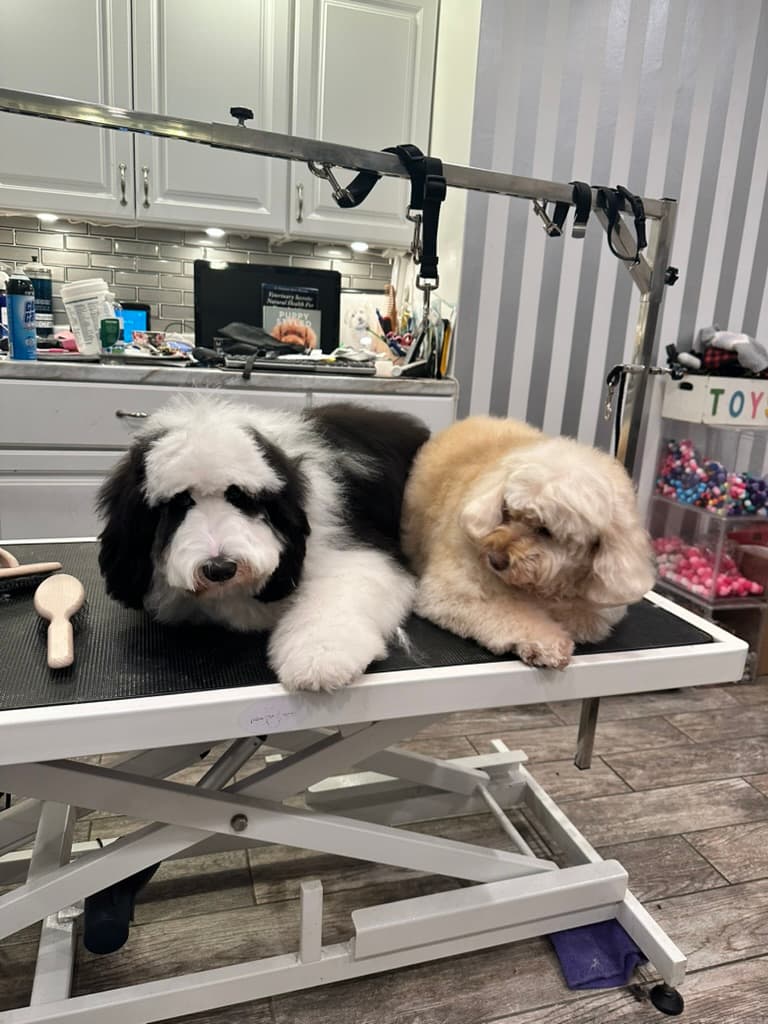 MFD Grooming & Wellness photo 2