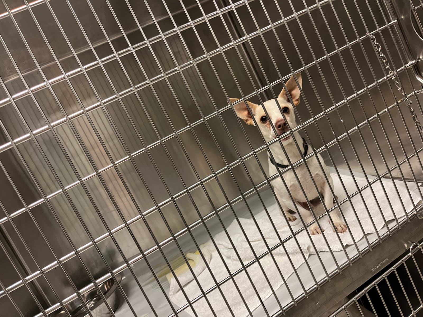 Miami-Dade Animal Services Pet Adoption & Protection Center