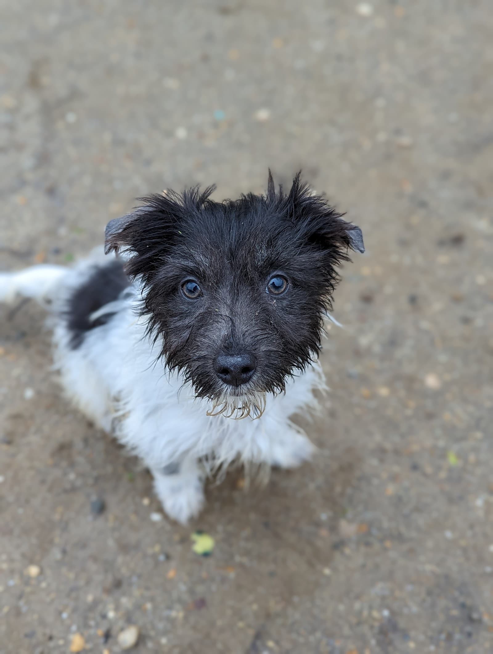 Miles to Freedom Animal Rescue