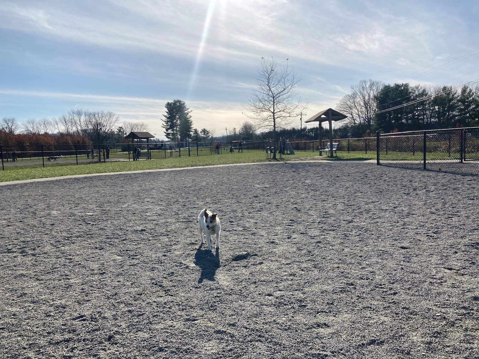 Mills River Dog Park