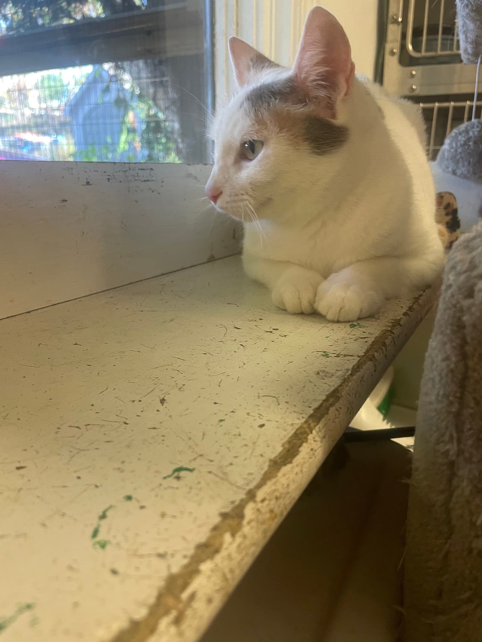 Milton Animal League