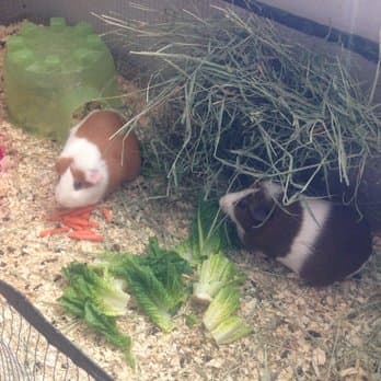 Miss Netty's Pet Services photo 5