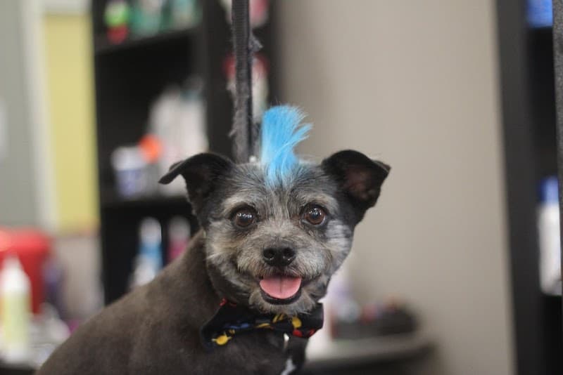 Mod Mutt Salon photo 2