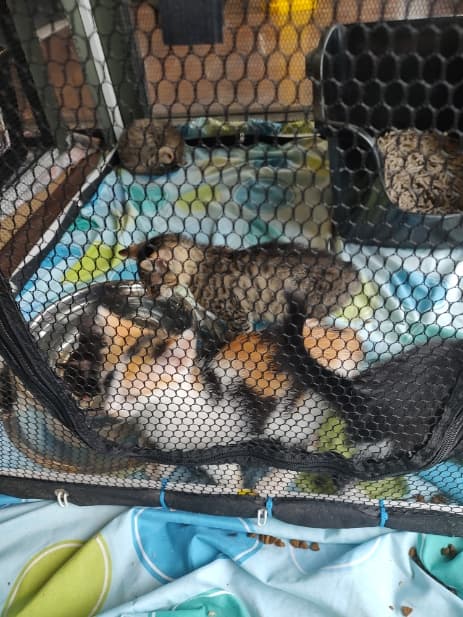 Montgomery County SPCA