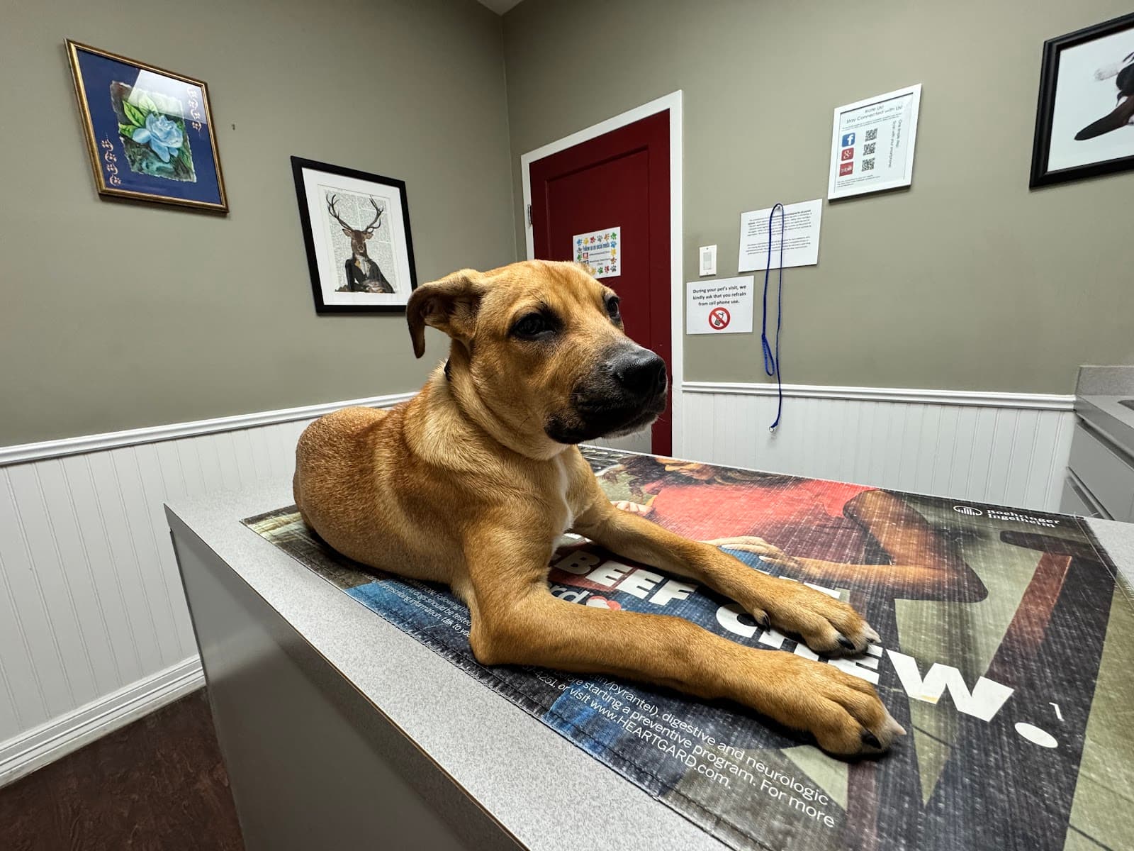 Montrose Veterinary Clinic