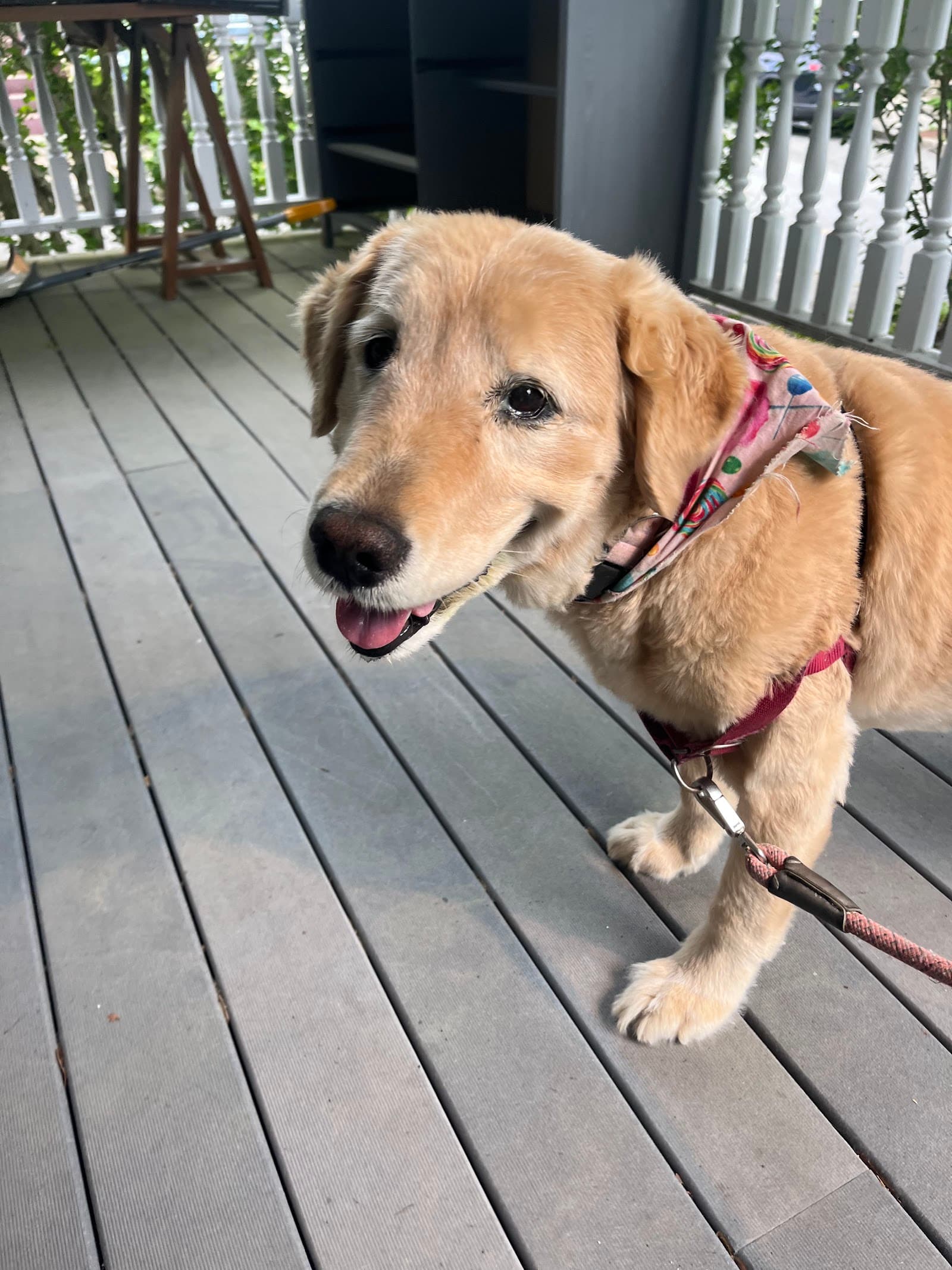 MonumenTails Dog Walking and Pet Services