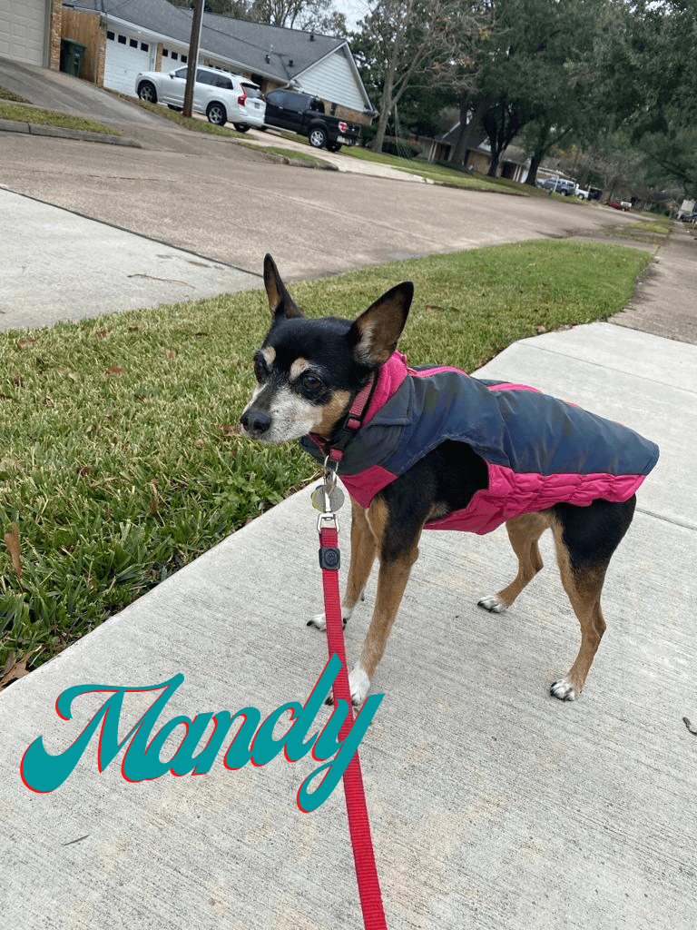 Moonwalks Dog Walking & Pet Sitting photo 3