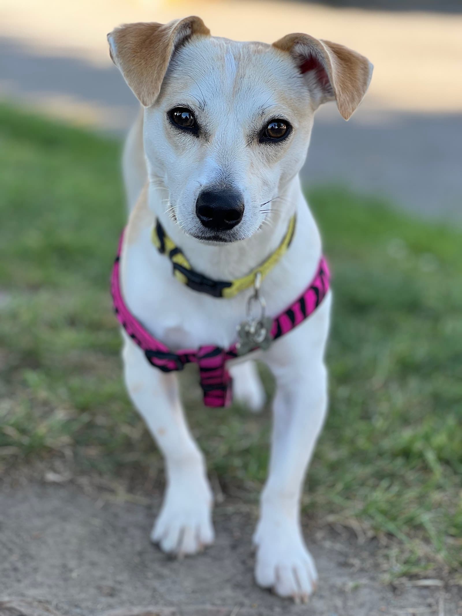 Motley Zoo Animal Rescue