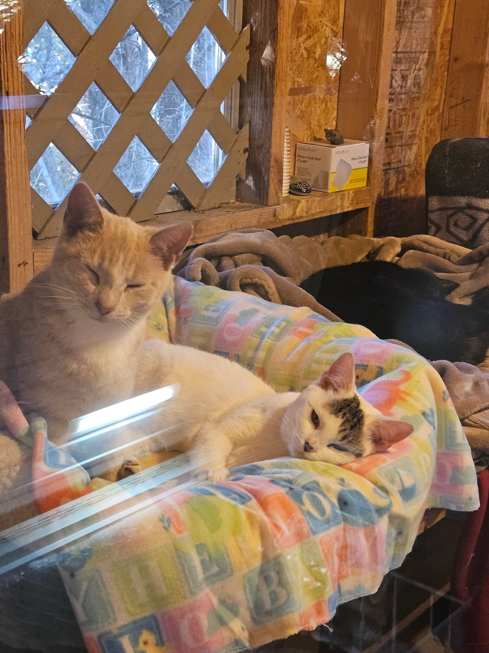 Mountain Pet Rescue Asheville