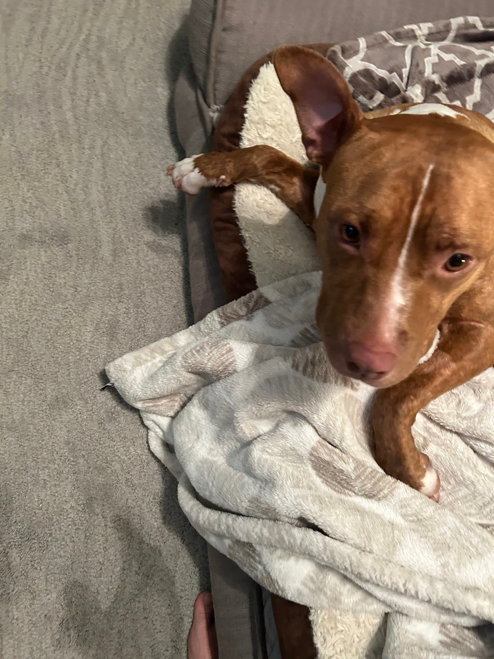 Multnomah County Animal Services Adoption Center