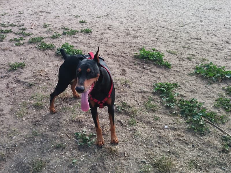 My Dog Park photo 2