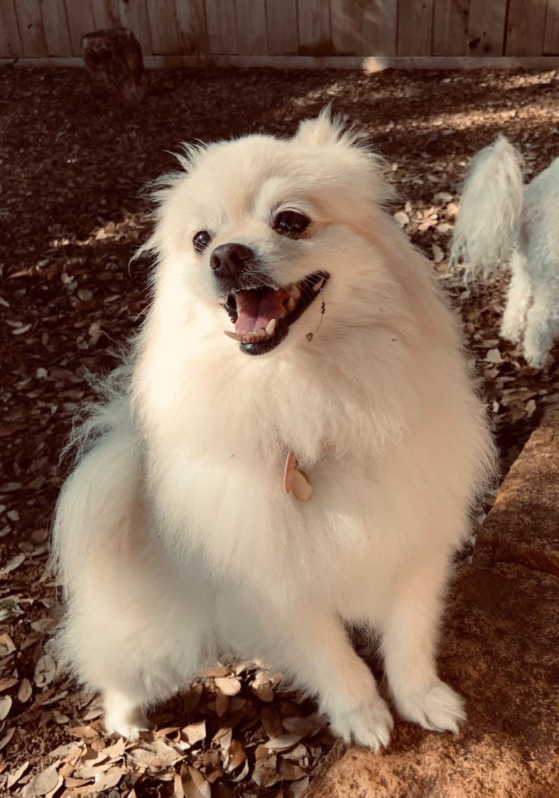 My Love Fur Paws Pet Resort photo 3