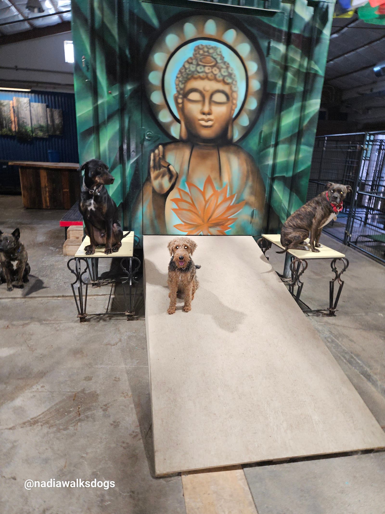 Nadia's Dog Nanny Services LLC
