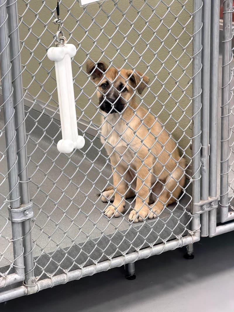 Nevada SPCA photo 3