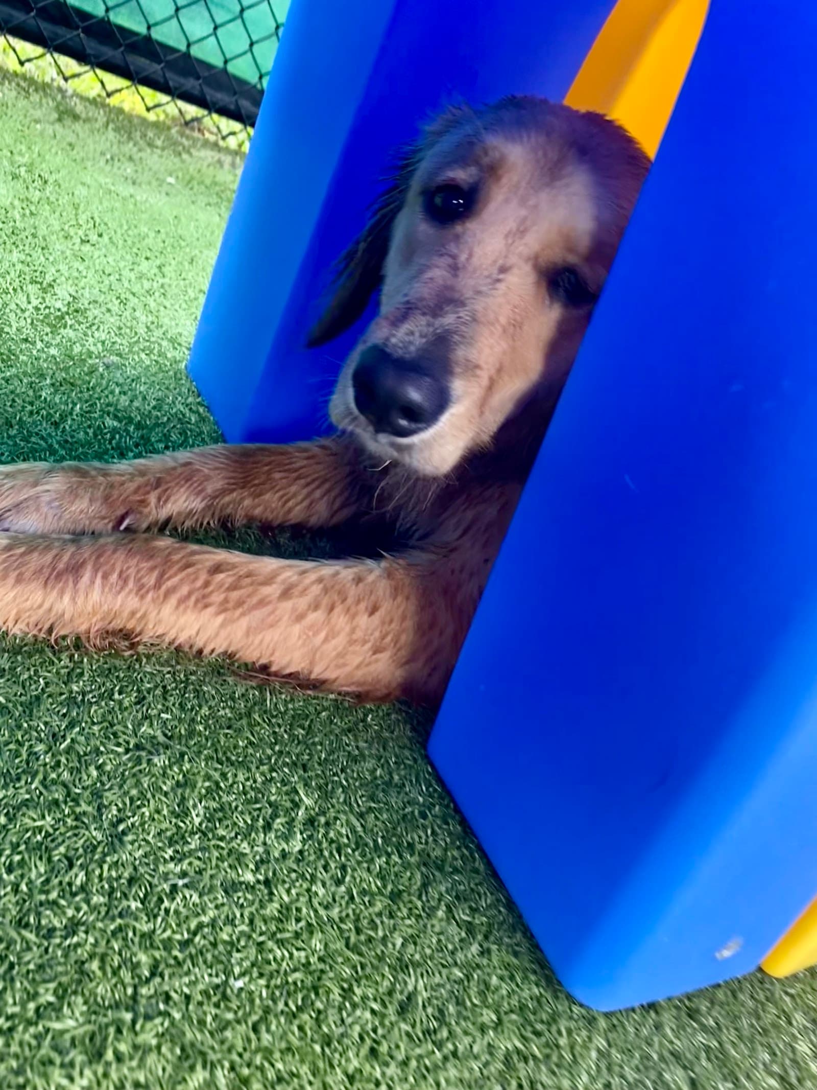 New Tampa Pet Resort