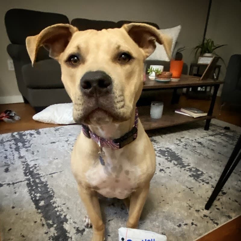 Niki the Dog Trainer, LLC photo 5