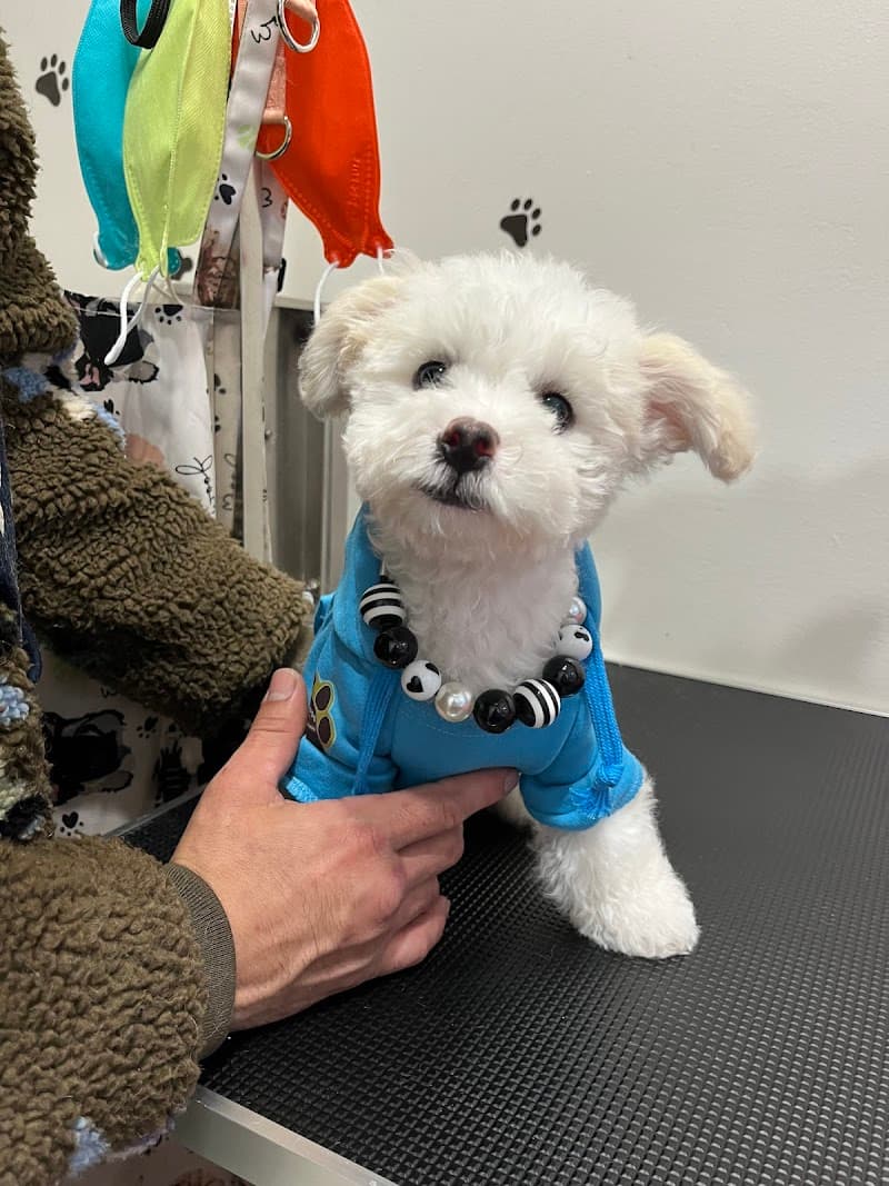 Nina’s Pet Spa & Grooming photo 3
